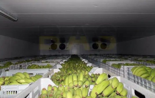 香蕉保鮮冷庫造價費用 香蕉保鮮冷庫造價費用