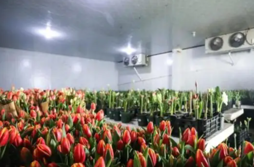 鮮花冷庫(kù) 鮮花冷庫(kù)