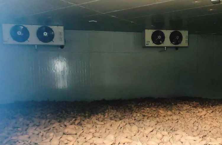 紅薯保鮮冷庫 紅薯保鮮冷庫