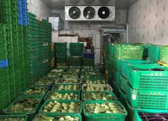 500立方青菜保鮮冷庫安裝價格 500立方青菜保鮮冷庫安裝價格