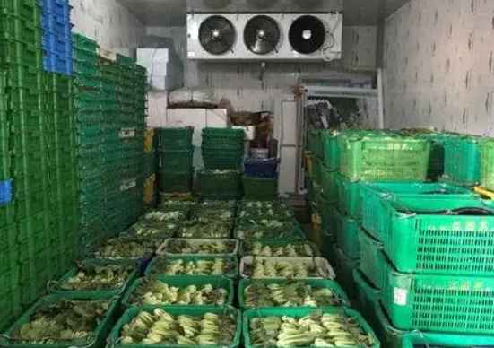 建一個(gè)50噸蔬菜保鮮冷庫(kù)要多少錢 建一個(gè)50噸蔬菜保鮮冷庫(kù)要多少錢