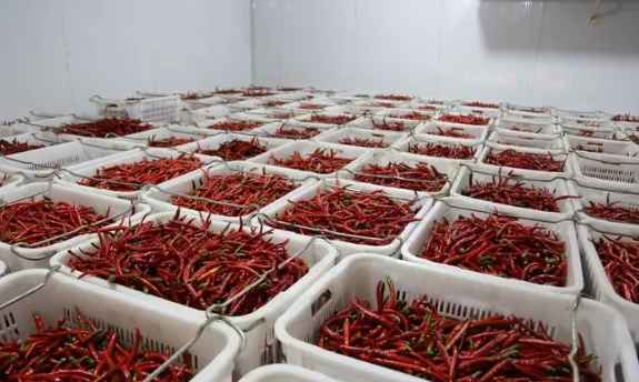 新鮮辣椒在冷庫中的保鮮技術(shù)要求