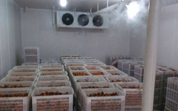 新鮮辣椒在冷庫中的保鮮技術(shù)要求