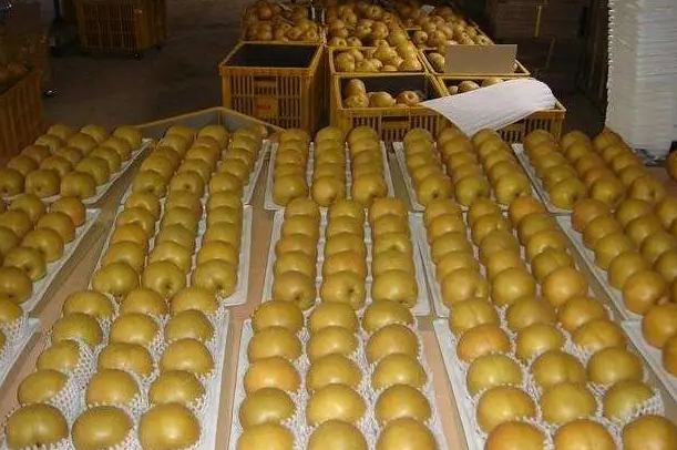 大梨子保鮮冷庫(kù)造價(jià)多少錢一立方米 大梨子保鮮冷庫(kù)造價(jià)多少錢一立方米