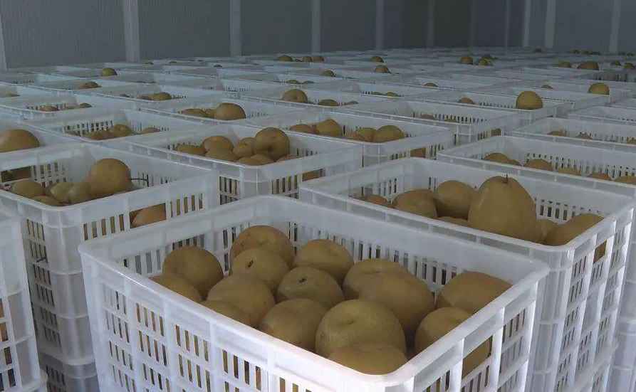 大梨子保鮮冷庫(kù)造價(jià)多少錢一立方米 大梨子保鮮冷庫(kù)造價(jià)多少錢一立方米