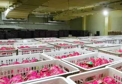 火龍果冷庫儲(chǔ)存溫度是多少度