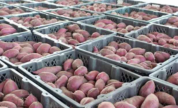保鮮冷庫(kù)儲(chǔ)存大批量紅薯儲(chǔ)存技術(shù)要求