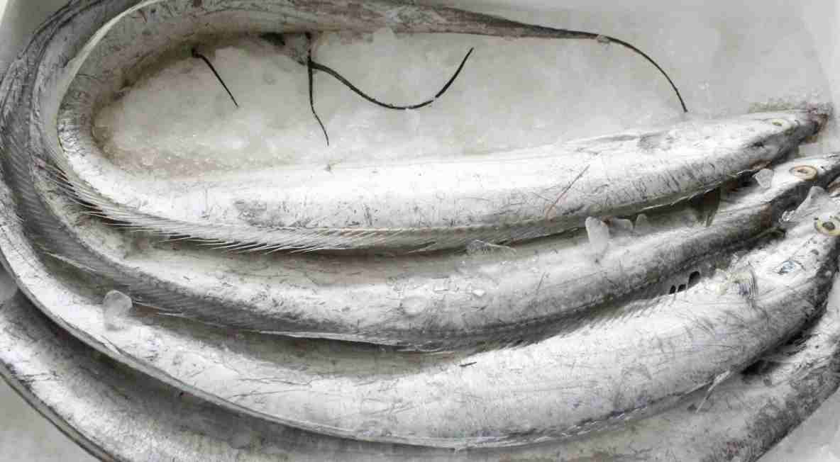 50平米帶魚冷庫安裝價格多少錢 50平米帶魚冷庫安裝價格多少錢