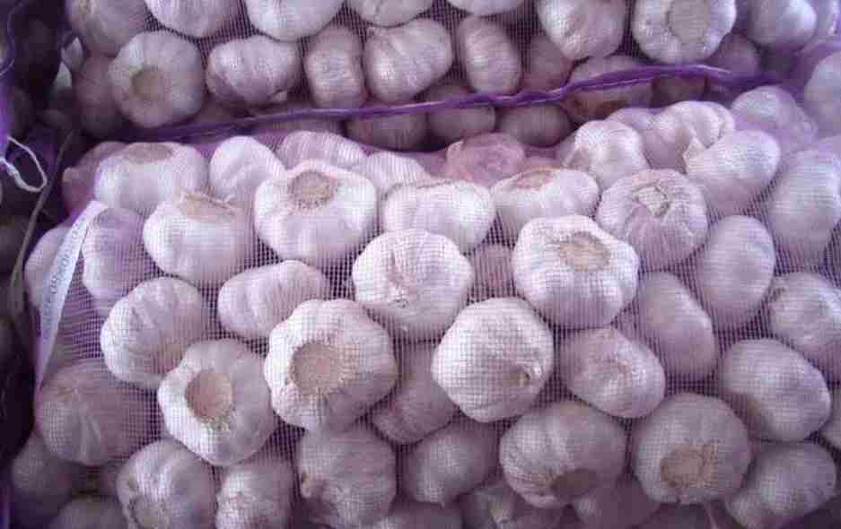 搭建一個(gè)儲(chǔ)存大蒜的冷庫造價(jià)多少錢