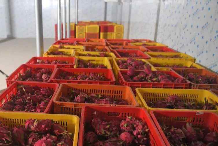 小型火龍果保鮮冷庫建造價(jià)格多少錢一平方 小型火龍果保鮮冷庫建造價(jià)格多少錢一平方