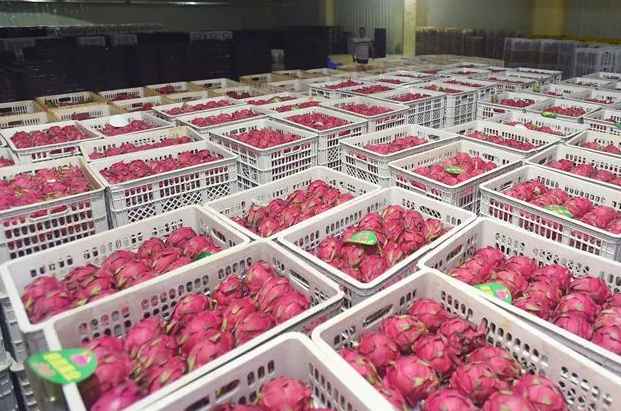 小型火龍果保鮮冷庫建造價(jià)格多少錢一平方 小型火龍果保鮮冷庫建造價(jià)格多少錢一平方