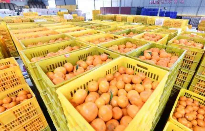 沃柑冷庫(kù)保鮮存儲(chǔ)技術(shù)方法 沃柑冷庫(kù)保鮮存儲(chǔ)技術(shù)方法