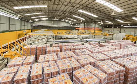 沃柑冷庫(kù)保鮮存儲(chǔ)技術(shù)方法 沃柑冷庫(kù)保鮮存儲(chǔ)技術(shù)方法