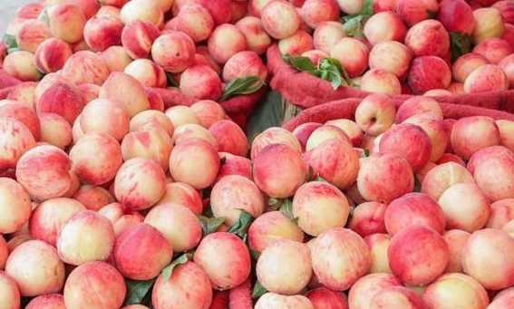 大批量桃子如何在保鮮冷庫中存儲 大批量桃子如何在保鮮冷庫中存儲