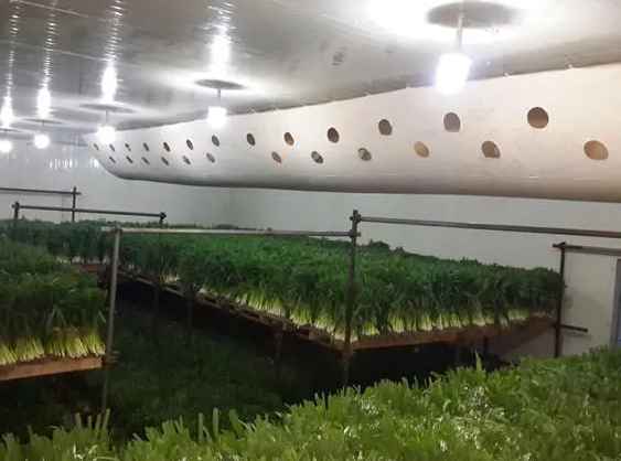 蔬菜能在氣調保鮮庫儲藏多少久 蔬菜能在氣調保鮮庫儲藏多少久