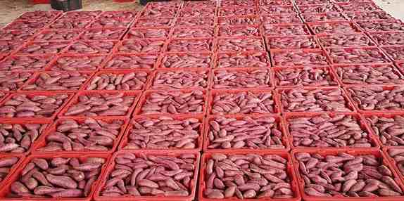 建造地瓜保鮮冷庫(kù)需要多少錢 建造地瓜保鮮冷庫(kù)需要多少錢