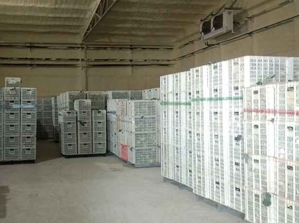 大蒜冷庫存儲溫度多少度比較好 大蒜冷庫存儲溫度多少度比較好