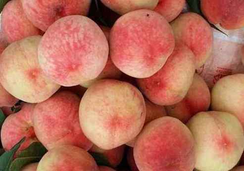 水蜜桃存貯在保鮮冷庫(kù)里能放幾天