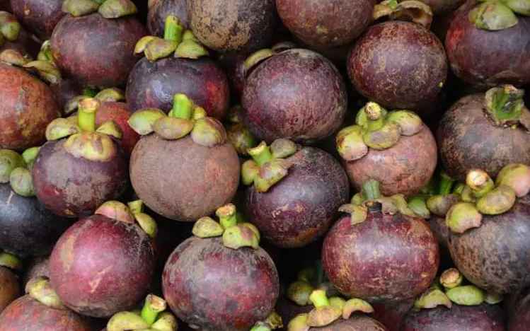 山竹存儲(chǔ)在保鮮冷庫能存放多久不壞