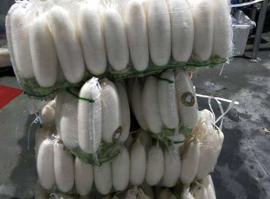 蘿卜冷庫(kù)保鮮技術(shù)方法