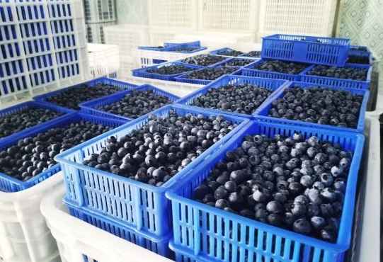 建造一個100平方藍(lán)莓保鮮冷庫要多少錢