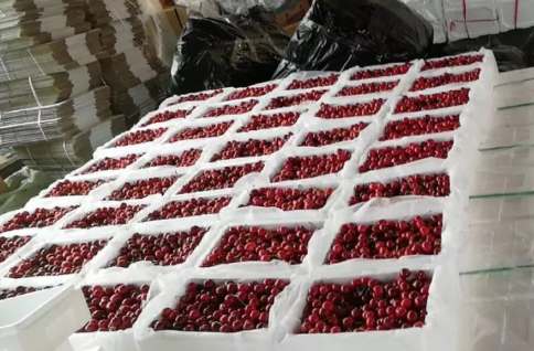  建600平米櫻桃氣調(diào)冷庫(kù)大概多少錢